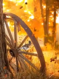 کلیپ کوتاه پاییزی اینستا 4