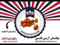 خرید نهال کامکوات 09141811520