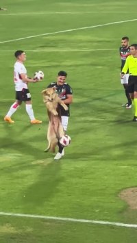 کلیپ خنده دار کوتاه سگ فوتبالیست