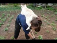 خنده دارترین کلیپ های هفته از گربه های خنگ و بامزه