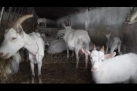 واگذاری تعداد محدودی بز سانن خالص به روستاییان