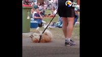 Dog PLAYS DEAD to Avoid Going Home While Park Crowd Watches | The Dodo