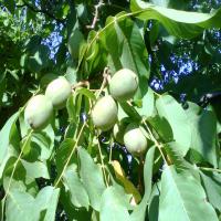 قیمت گردو چندلر ژنوتیپ 09121270623