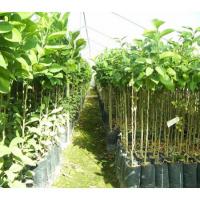 فروش نهال گردوی چندلر پاکوتاه 09121270623