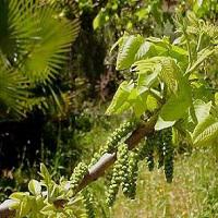 خرید گردو چندلر شناسنامه دار 09121270623