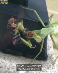 آخوندک در حال زنده زنده خوردن زنبور عسل