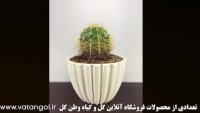خرید اینترنتی گل آپارتمانی در تهران -فروشگاه وطن گل