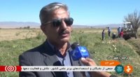 برداشت هندوانه آجیلی شهرستان خوشاب ایران
