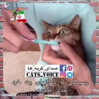 رسیدگى به دندانهاى پت خود را جدى بگیرید.