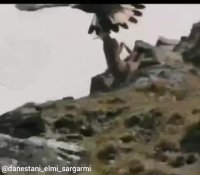 وقتی عقاب آهو شکار می‌کند