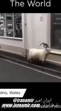 بحران کرونا و جولان سرخوشانه حیوانات در شهرهایی که از قلمروشان غصب شده بود.