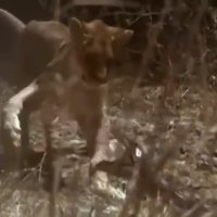 جدال دیدنی مار و شیر