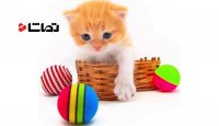آموزش ساخت وسایل بازی برای گربه