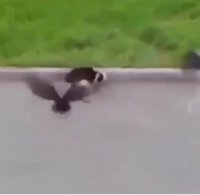 مهربون فقط این دوتا، دارن جداشون میکنن