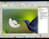 آشنایی با کورل دراو
