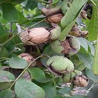 قیمت گردو چندلر شناسنامه دار 09121270623