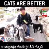گربه ها از همه بهترند