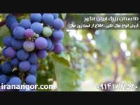 فروش نهال انگور (2) در تاکستان ایران انگور 09141811520