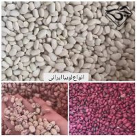 فروش انواع لوبیا