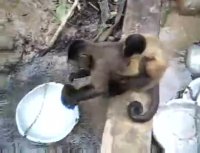 کسى تو کار خونه کمک میخواد اعلام کنه ایشون رو بفرستم!