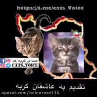 كلیپ فرهنكسازى صداى گربه ها با اجراى دو تا پیشى
