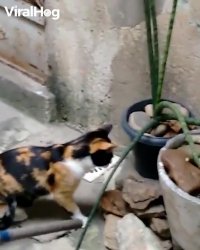 بازی موش وگربه