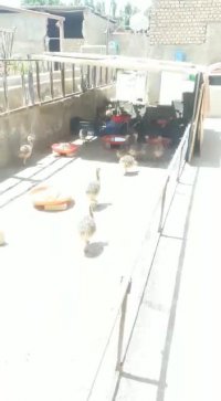 فروش ویژه شتر مرغ گردن آبی کانادایی یک هفته ده روز