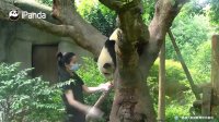 Panda Fu Shun only wants to go home with pretty nannies!