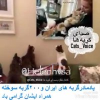 به یاد خانم رئوفی و ٢٠٠ گربه یى كه در آتش سوختند