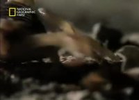 Battle of Mouse with Tarantula  Scorpion - جدال ديدني موش با رتيل و عقرب