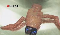 پروژه باورنکردنی اسکار؛ ساخت موجود زنده با اندام های حیاتی