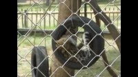 Young leopard happily plays on tire swing