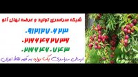 نهال آلو شابلون کالیفرنیا 09121270623 – خرید نهال آلو – قیمت نهال آلو – فروش نهال الو