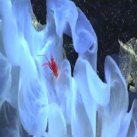 گونه های عجیب در اعماق دریا !