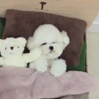 واقعاً جفتشون عروسکن