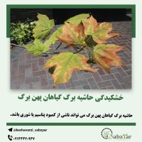 خشکیدگی حاشیه گیاهان و راه حل برای بهبود گیاهان آسیب دیده
