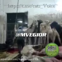 كشتار بیرحمانه شتران بیزبان با چشمان اشك الود