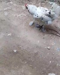 خوردن عجیب مار زنده توسط مرغ 😯