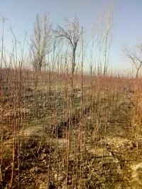 درخت گلابی اصلاح شده -نهالستان پارس 09159157465