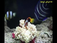 آکواریوم زیبای پروانه طلایی جزیره قشم