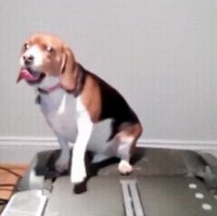 وقتی تصمیم می گیرم لاغر کنم ...