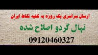 خرید نهال گردو کانادایی اصلاح شده  / 09197722261