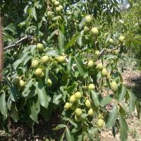 قیمت گردو خوشه ای اصلاح شده  09121270623