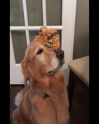 عجب سگ صبور و با حوصله ای