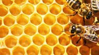 خواص عسل