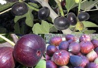 نهال انجیر خشکباری 09350798050