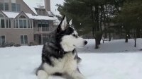 Siberian Husky takes in winter scenery