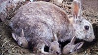 دلیل اینکه خرگوش ها بچه های زنده ی خود را دفن می کنند این است!