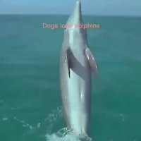 دوستی دلفین و سگ