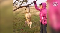 عشق حیوانات به درخت